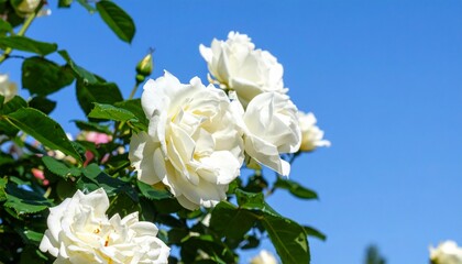 Stunning white roses in full bloom under a clear blue sky, ideal for vibrant spring 