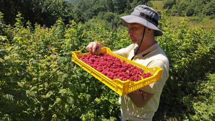 Farmer picking fresh red raspberries from a organic plantation in the mountains.