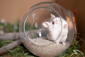 Campbell's Hamster sitting in bathing sand in cage bath time