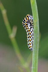 caterpillar