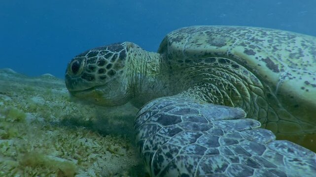 Portrait of Sea turtle feeding algae on sandy-silty bottom on blue water background, Slow motion of Great Green Sea Turtle, Chelonia mydas eating Smooth ribbon seagrass, Cymodocea rotundata