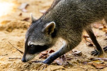 Crab raccoon ( Procyon cancrivorus), searching for crabs in Cahuita National Park, Costa Rica