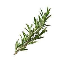 Fototapeta premium Fresh sprig of rosemary herb with green needle like leaves, commonly used cooking for its aromatic flavor and medicinal