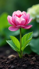 Obraz premium Delicate pink flower stem emerges from rich soil, surrounded by lush green hydrangea and peony leaves , colorful, fresh, plant
