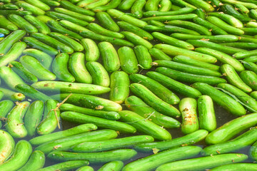 European cucumber Plant, Cucumber, Cucumber harvest english Cucumis sativus seedless bio green vegetable farmer farming greenhouse folio European fresh farm garden harvesting burpless long food plant 