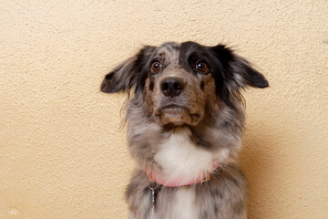 A beautiful blue merle border collie dog looking at the camera.