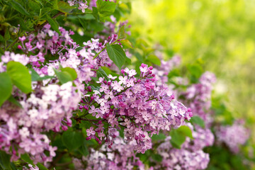Lilac flowers in the sunbeams. Flowering of lilac bush in summer.