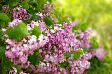 Branches of lilac against the background of bright summer greenery. Flowering of lilac bush.