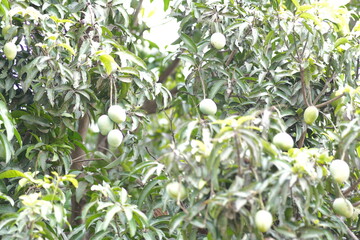 fresh green mangoes