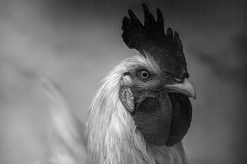 cock 