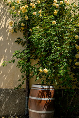 flowers in an Italian farmhouse
