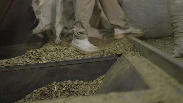 lex paraguariensis crushed leaves falling from burlap bags into grinder during yerba mate processing phase, leaves cascade into machinery, grinding and sieving in industrial environment, slow motion