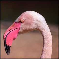 close up of a pink flamingo