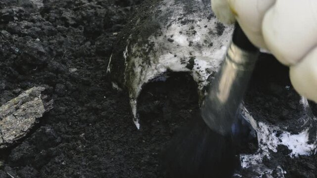Forensic archeologist brushing earth dirt from excavated human skull