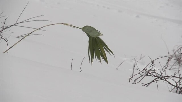 Feuille de bambou en hiver au japon