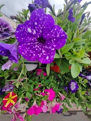 violet flowers in a garden