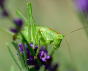 Grashopper 
