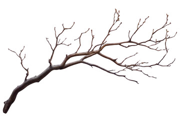 Fototapeta premium Tree Branch Against Black Background, Minimalist, Elegant, and Natural Theme.