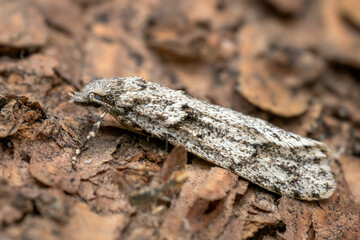 March dagger moth - Diurnea fagella, small spring moth from European forests and woodlands, Zlin, Czech Republic.