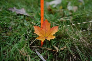 Field marker placed after leaf test