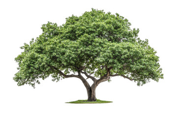 Obraz premium Green Tree grows Strong With Large Crown and Symbol Of Life