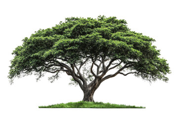 Obraz premium Majestic Tree Stands Tall on Grassy Patch, Providing Shade And Shelter