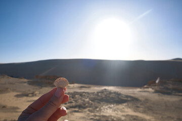 Hand holds fossil clam shell opposite bright sun in the desert. Seashell fossils in the desert near...
