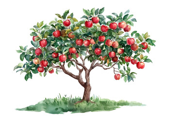 Watercolor illustration of apple tree with ripe red apples on transparent background