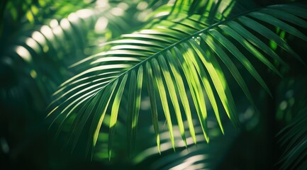 Lush green palm fronds bathed in sunlight, creating a vibrant tropical scene