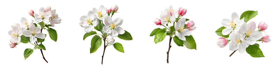Fototapeta premium Apple blossom branches in spring