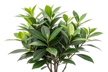 Fototapeta premium Fresh green plant leaves and branches isolated on white, perfect for nature, herb, or food ingredient designs