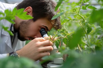 Focused herbologist looking for mites on tomato leaves
