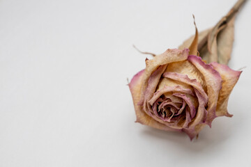 The dried rose on the white background. Withered rose and dead.