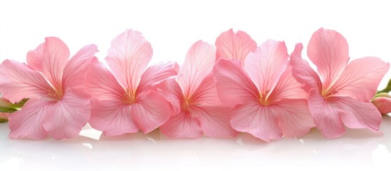 Obraz premium Pink Flowers Border on White Background Floral Arrangement