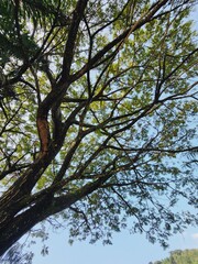 Lush foliage canopy reaching towards a clear sky.