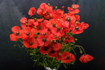 red poppy flowers