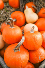 Fresh pumpkins placed on the ground in a rustic environment. Autumnal still life, rural harvest...