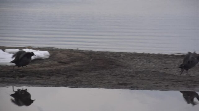 Poule d'eau qui d&eacute;colle sur l"eau