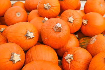 Bright orange pumpkins lying on the ground during autumn harvest season. Natural rustic vegetables for Thanksgiving, fall design or organic farming visuals.
