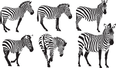 Zebra Illustrations and Vector Graphics: Explore Exotic Animal Art and Black and White Stripes in Wildlife Designs