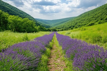 Lavender field path through valley