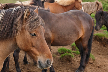 Obraz premium Icelandic brown horses grazing in the countryside. Vatnsnes Peninsula. Iceland