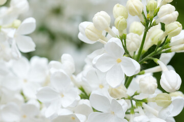 Obraz premium blooming white lilac flowers close up on a branch