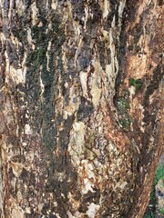 Closeup view of a textured tree trunk.