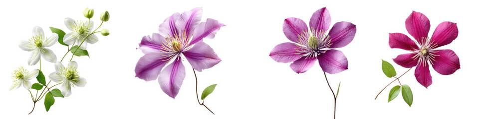 A collection of vibrant artfully arranged flowers featuring delicate petals in a range of hues from white to vivid pink and purple shades