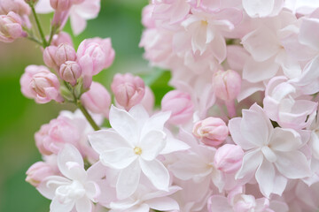 Obraz premium blooming lilac flowers of soft pink color close-up on a branch