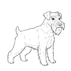 Happy Golden Retriever Sketch