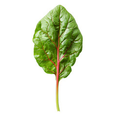 Fresh green leafy vegetable with prominent red veins and slightly crinkled texture, isolated transparency background