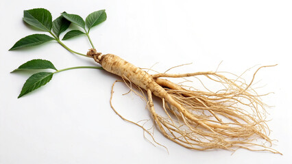 Herbal medicine plant Panax species or Ginseng isolated on white background