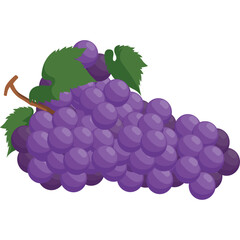 Vector image of Grape fruit with isolated white background and transparent
